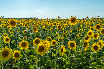Obraz premium Sunflower flower on agriculture field, growing sunflower for production.