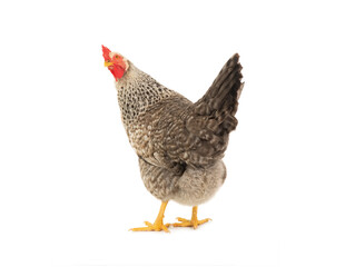 beautiful gray hen looking back isolated on white background