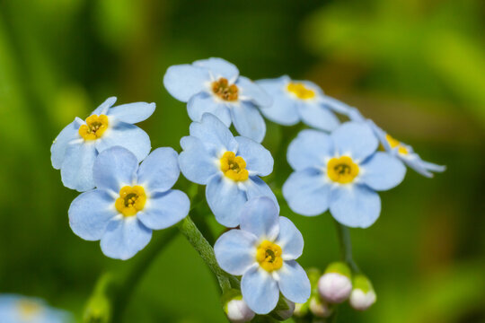 Beautiful small light blue and white meadow flowers. Fresh spring tiny blossoms. Forget me not blooming on green grassy background. Myosotis, alpestris, scoprion grass, scorpioides