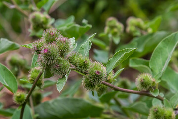 Closeup of a budding Greater Burdock or Arctium Lappa plant in its blurred own natural habitat. It is summertime now