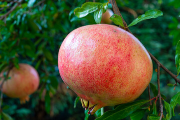 Pomegranate fruit, which still ripens on the tree. Fruit and nutrition.
