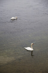 Two white swans swimming in Bodensee lake, Germany	