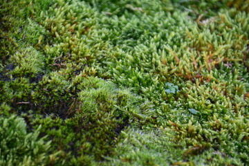 Moss patch