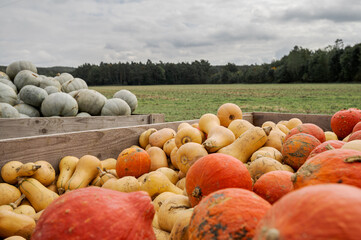 Wooden boxes with different types of pumpkins for sale next to field on roadside for self service...