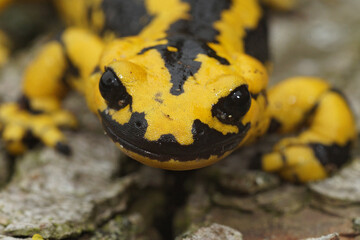 Facial closeup on a bright yellow adult European fire salamander, salamandra terrestris on wood