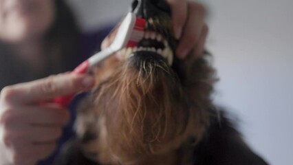 Vet doctor brushing dog teeth for dental care - Pet owner cleaning dachshund canine mouth