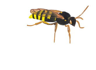 Cucko Bee gouache illustration isolated on white background. Cute black and yellow insect, honey keeper, tropical animal. Scrapbook design element, opague watercolor clipart. Hand painted.