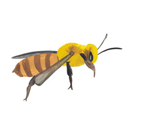 Megachilidae Cosmopolitan Family Bee honey set gouache illustration isolated. Beehive, insect, honey keeper. Scrapbook design element, opague watercolor clipart.Hand painted.