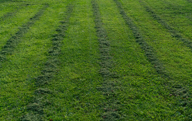 Freshly mowed grass. Smooth grooves are visible. Summer