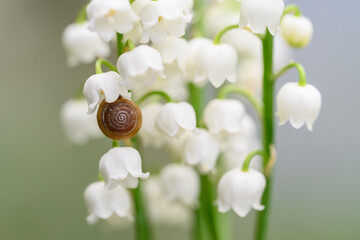 Maigl&ouml;ckchen mit Schnecke
