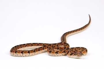 Common Egg Eater, Rhombic Egg Eater // Gewöhnliche afrikanische Eierschlange (Dasypeltis scaber)