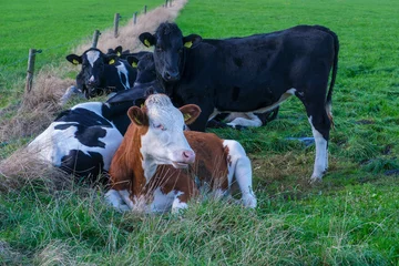 Foto auf Alu-Dibond Koeien    Cow © Holland-PhotostockNL