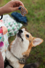 cute welsh corgi dog cardigan using for food from the table. Dog asking for treats at birthday party.