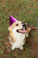 Cute dog wearing party hats at welsh corgi puppy birthday party. Funny dog with tongue out. Celebrating friendship. Pets having fun.