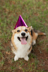 Cute dog wearing party hats at welsh corgi puppy birthday party. Funny dog with tongue out. Celebrating friendship. Pets having fun.