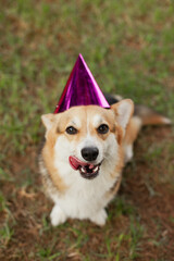 Cute dog wearing party hats at welsh corgi puppy birthday party. Funny dog with tongue out. Celebrating friendship. Pets having fun.