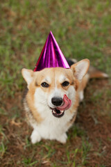 Cute dog wearing party hats at welsh corgi puppy birthday party. Funny dog with tongue out. Celebrating friendship. Pets having fun.