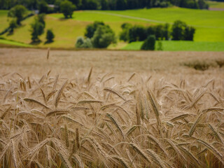 Gold wheat field and green hill. Roggenburg, Switzerland. Beauty world.