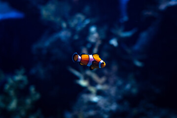 nemo fish in aquarium