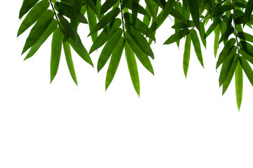 Bamboo leaves frame isolated on white background in forest. Light fresh jungle with growing, green bamboo leaves, zen bamboo. Single object with clipping path. Space for your text. Wide angle banner.