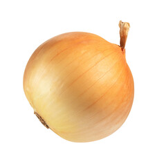 single golden onion bulb isolated on white. the entire image in sharpness.