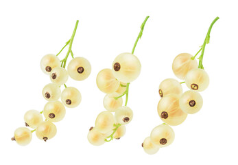 set of white currant isolated on white. the entire image in sharpness.