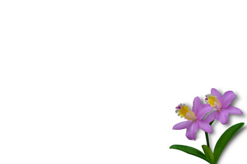 Naklejka premium Isolated image of a beautiful Cattleya orchid in Thailand used as a background image - textured image on a white background.