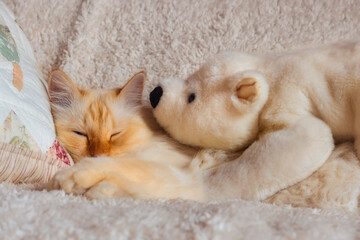 Sleepy cat cuddling with a polar bear toy