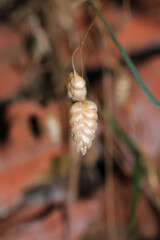 greater quaking grass plant macro photo