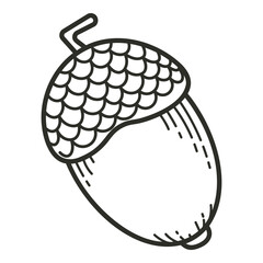 Acorn doodle vector illustration. Acorn engraving simple element.