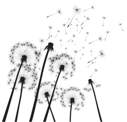 Black vector Dandelions Seeds. Outline Illustration. Season plant in garden.