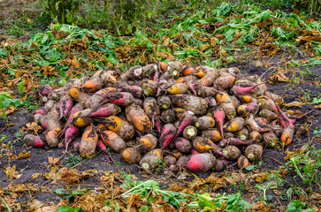 In the field, the dug-up fodder beet lies in a heap. Harvested fodder beets on a farm.