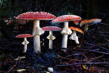 Giftige Pilzen. Fliegenpilze im herbstlichem Wald. - obrazy, fototapety, plakaty