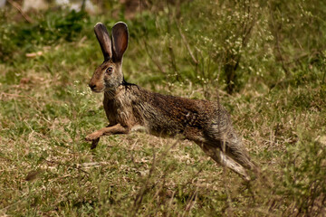 Jumping Hare