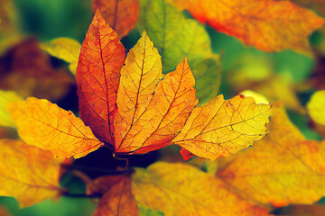 Fall Tree Leaves Autumn Color Seamless Texture Pattern Tiled Repeatable Tessellation Background Image