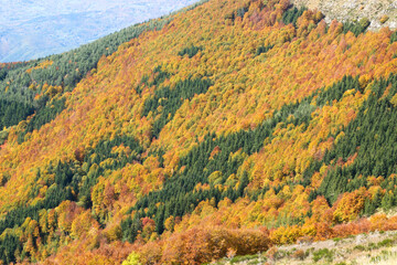 colors of the forest in autumn beech and fir trees in the modenese apennines frignano regional park
