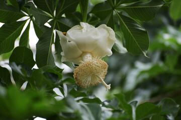 アフリカバオバブの花