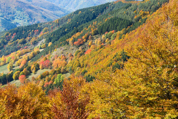 colors of the forest in autumn beech and fir trees in the modenese apennines frignano regional park