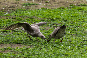 seagulls young on the grass