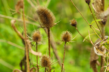 close up of thistle