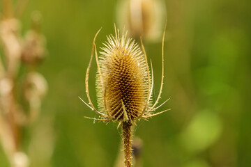 close up of thistle
