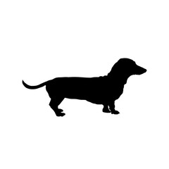 Dachshund silhouette,. Side view  -  vector illustration