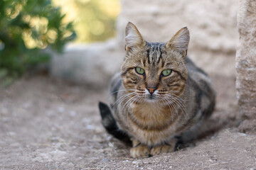Close up portrait of a gray tabby cat with green eyes looking to camera on blurred background. Pets walking outdoor adventure. Non-pedigree cats in garden.