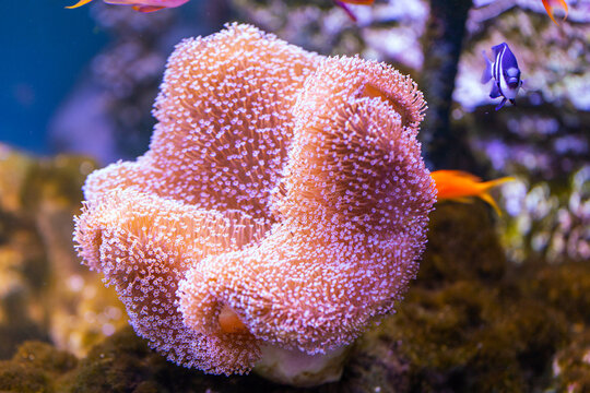 Sea Reef - Purple Giant Carpet Sea Anemone Stichodactyla gigantea