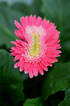 ガーベラ属 Images Browse 51 Stock Photos Vectors And Video Adobe Stock