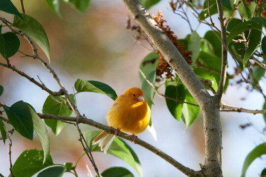 Ausgeb&uuml;xter Kanarienvogel im Sommer	
