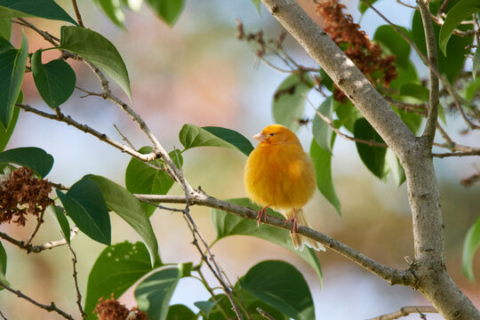 Ausgeb&uuml;xter Kanarienvogel im Sommer	