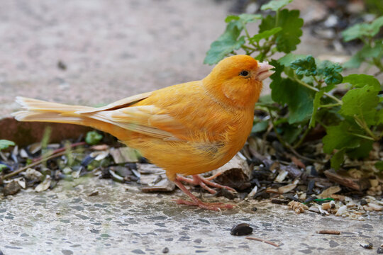 Ausgeb&uuml;xter Kanarienvogel im Sommer	
