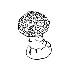 Fly Agaric Outline  for product design