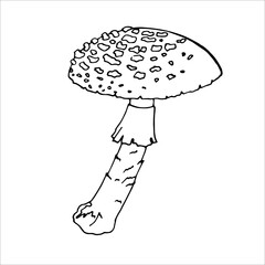 Fly Agaric Outline  for product design